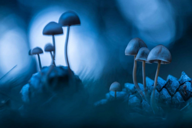 красиві гриби