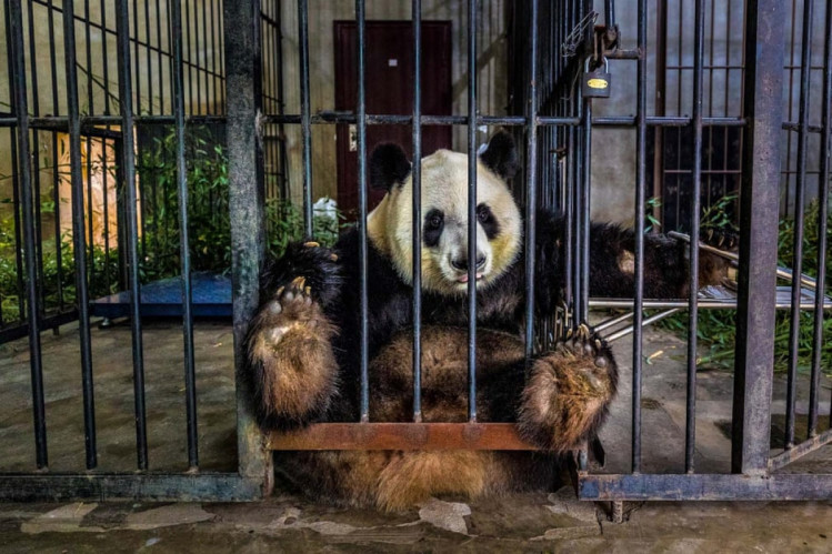 нещасний панда в клітці
