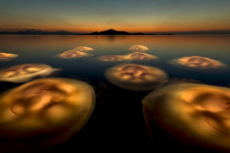 медузы светятся в ночном море