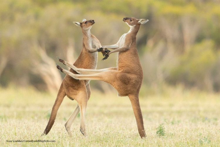 смішні кенгуру танець кенгуру