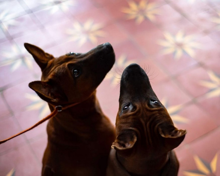 Тайский риджбек – сильная собака со своим характером