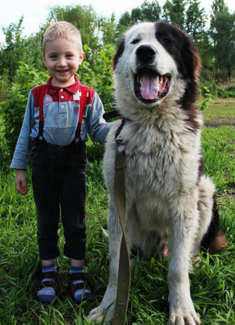 опасные породы собак кавказская овчарка
