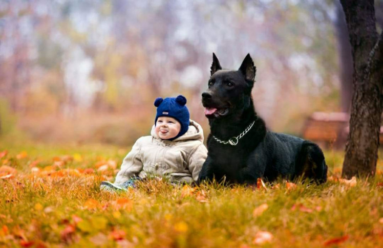 опасная собака и ребенок