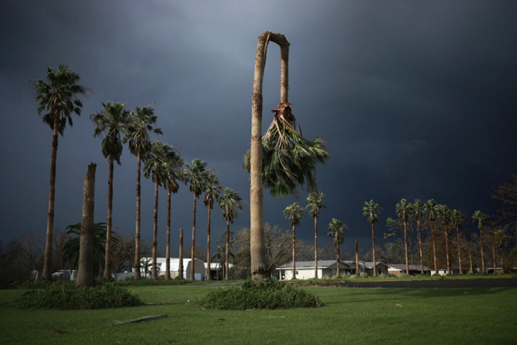 Пальма, поврежденная ураганом "Ида" в Гальяно, штат Луизиана, 31 августа