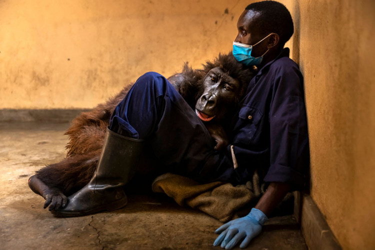 Горная горилла-сирота Ндакаси лежит на руках своего опекуна Андре Баумы в Румангабо.