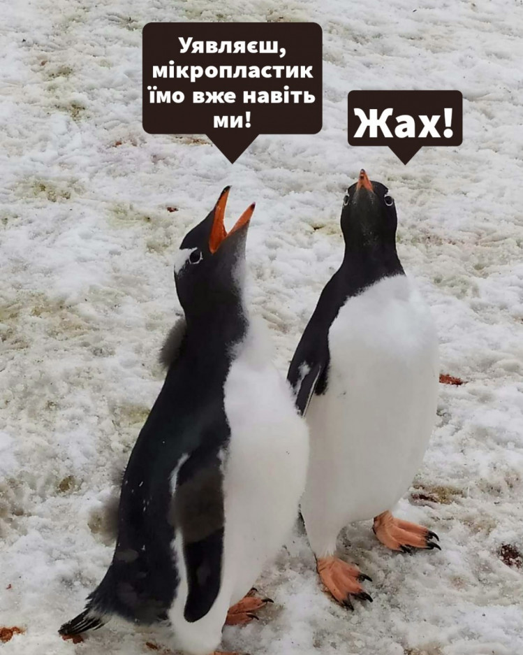 Пінгвіни 