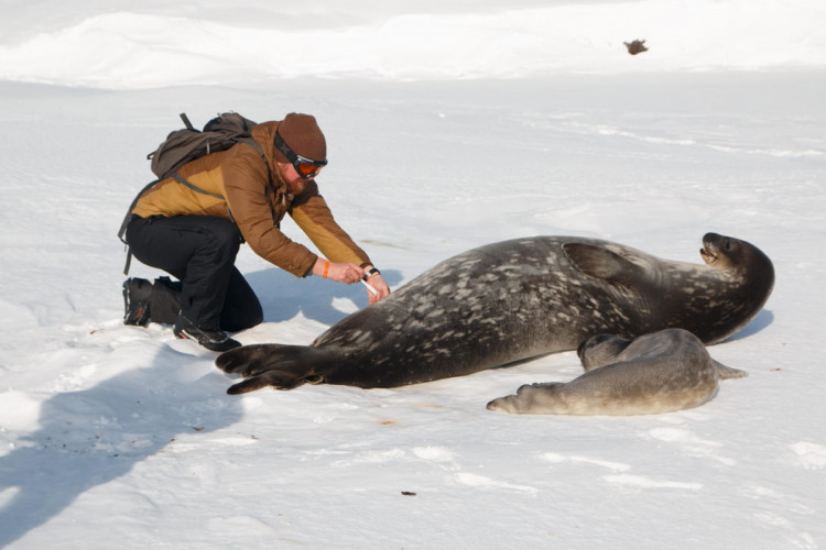 біолог минулої, 25-ї української експедиції, відбирає для дослідження біологічний матеріал у самки тюленя
