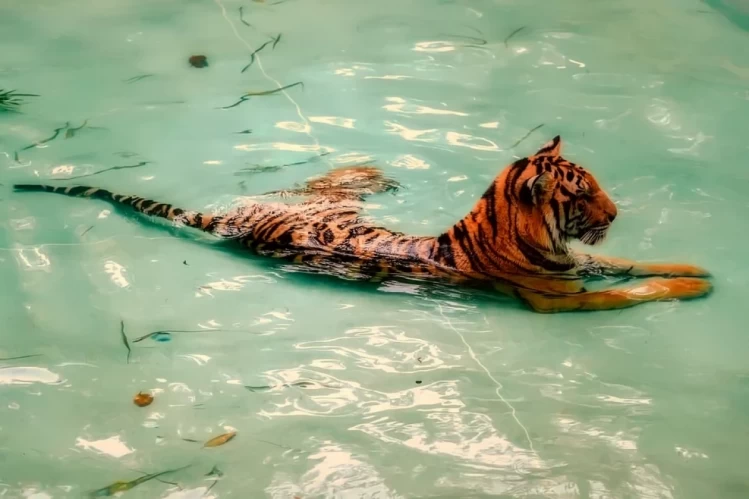 водяной тигр