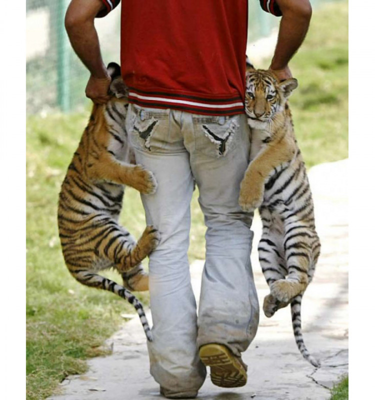 мужчина несет двух тигрят за шкирку