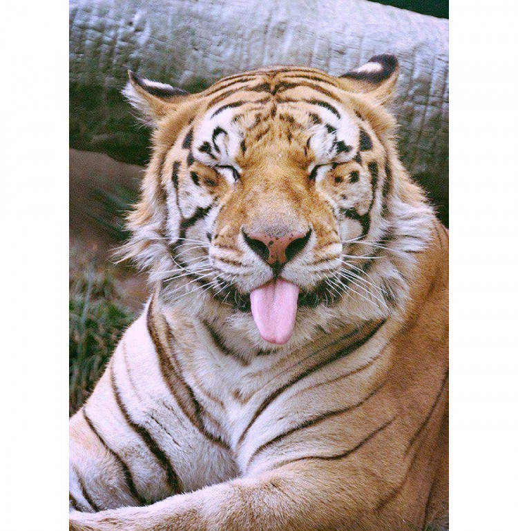 смешной тигр показывает язык