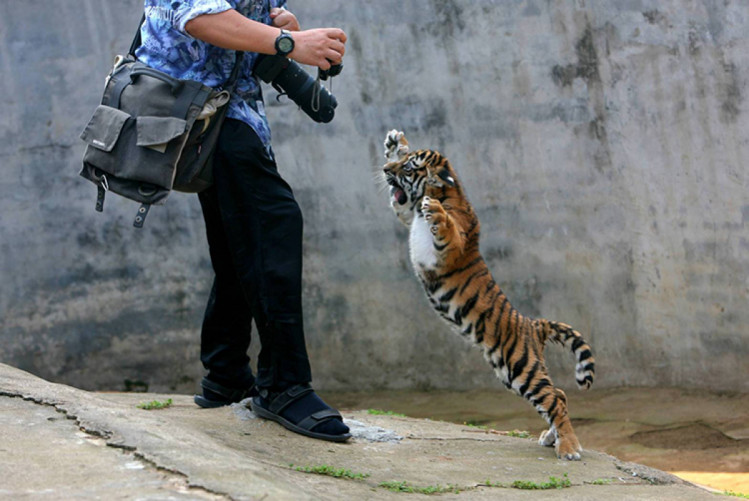 тигренок нападает на фотографа