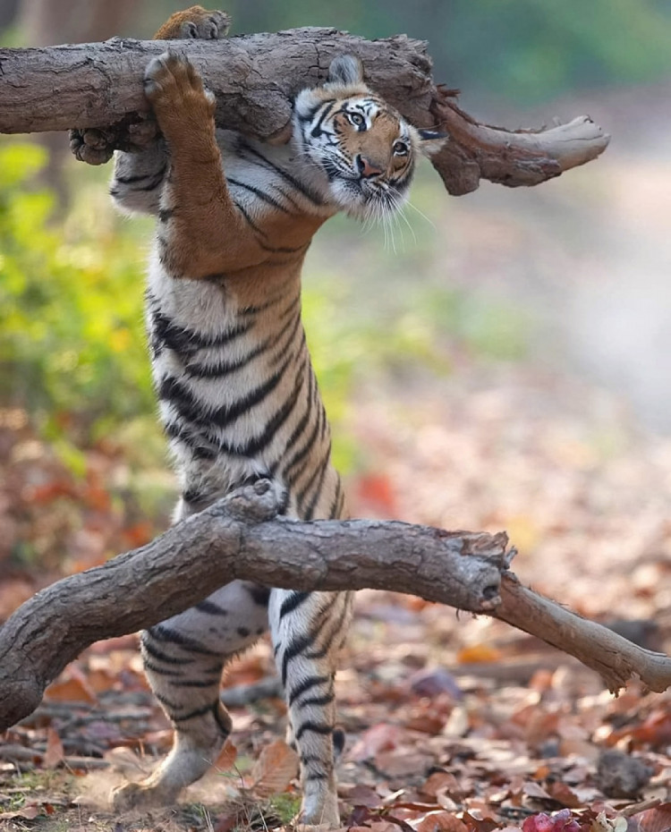 тигр висить на гілці