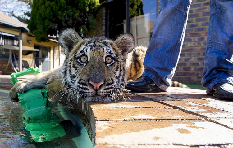кумедний тигр дивиться в камеру