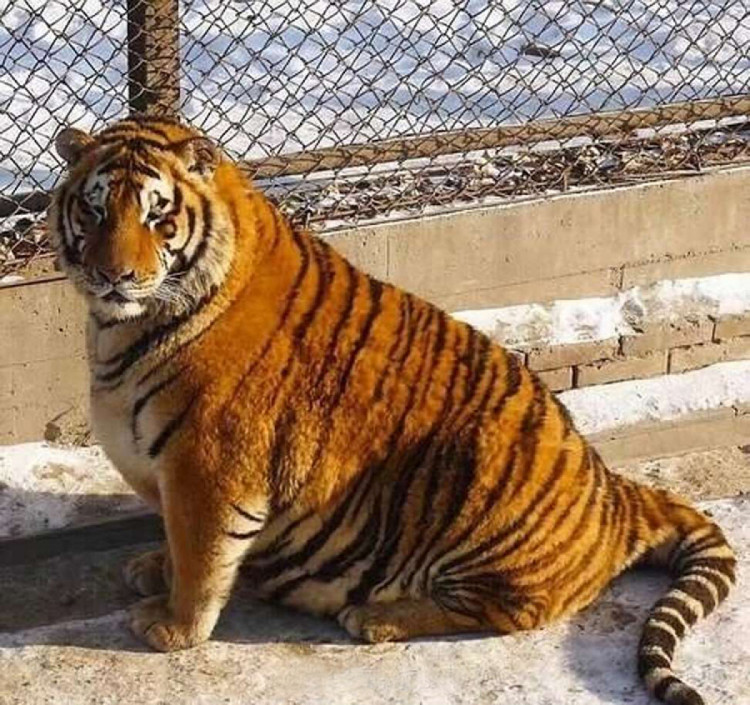 очень толстый тигр