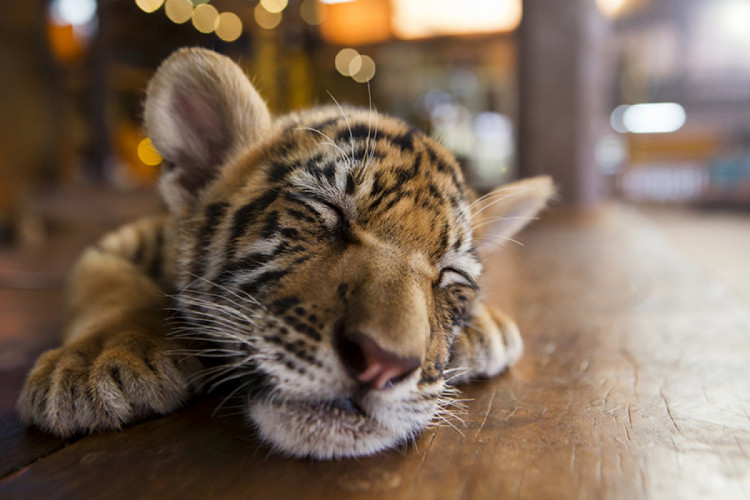 маленький тигренок спит