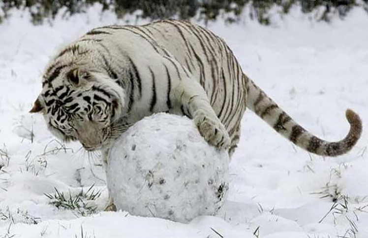 белый тигр играет со снежным шаром