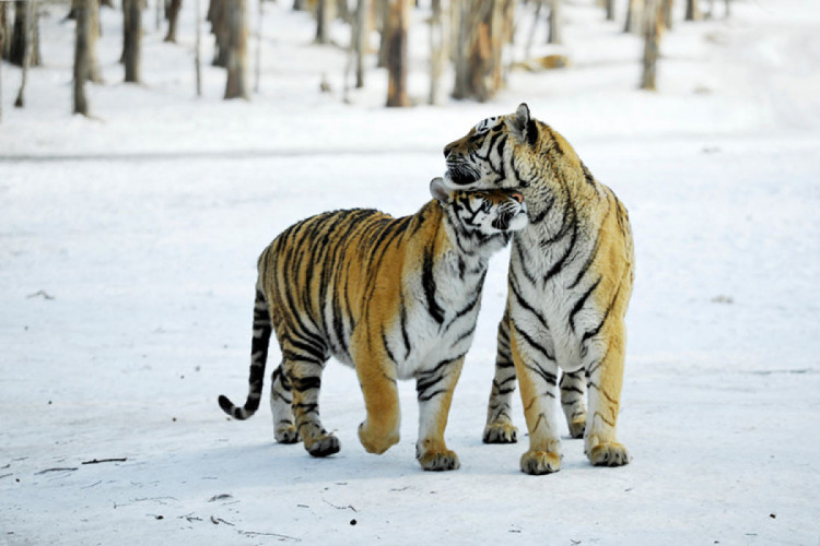 влюбленные тигр и тигрица
