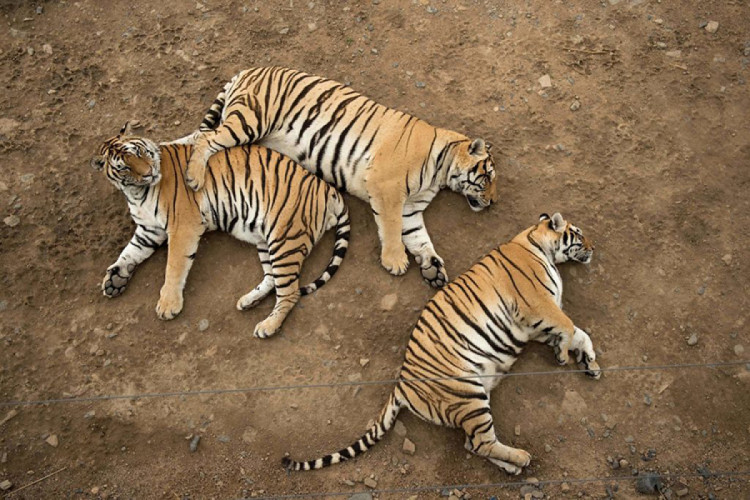 беременные тигрицы на отдыхе