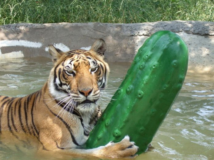 смешной тигр плавает в пруду