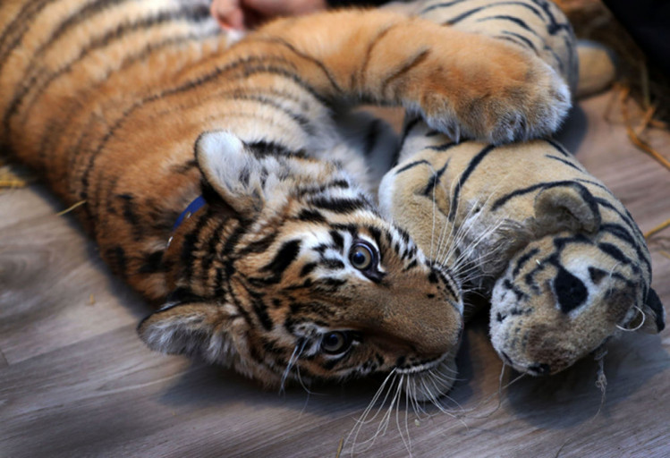 тигр грається з іграшковим тигром