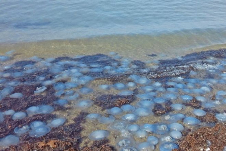 нашествие медуз на Азовском море