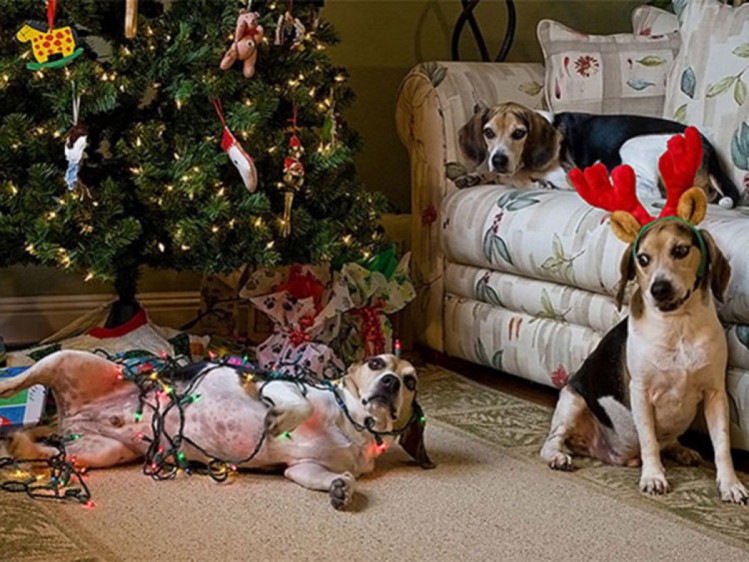 собаки граються з новорічними гірляндами