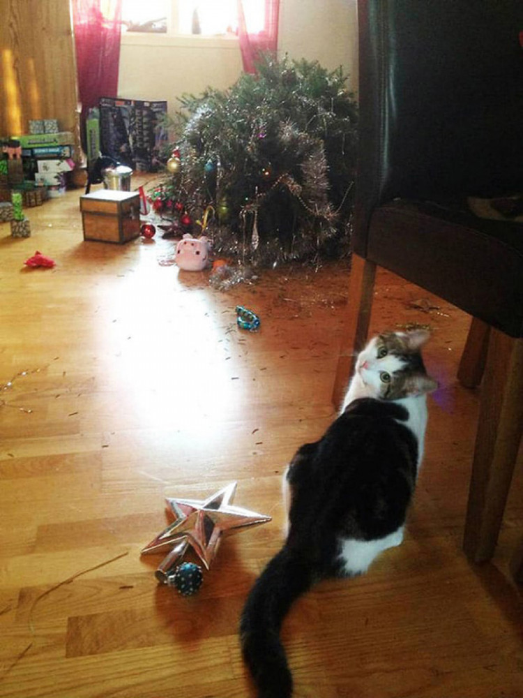 кіт впустив ялинку і розкидав іграшки