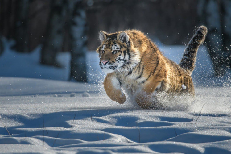 Тигр бежит по снегу