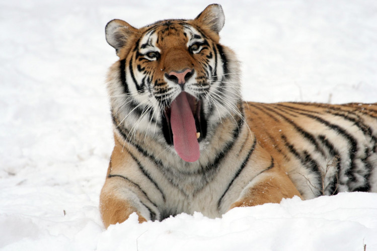 Тигр с языком