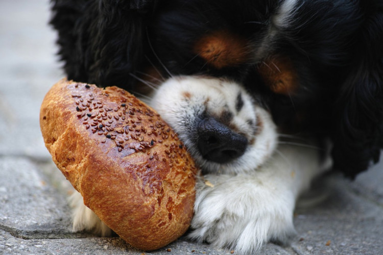 собака їсть хліб