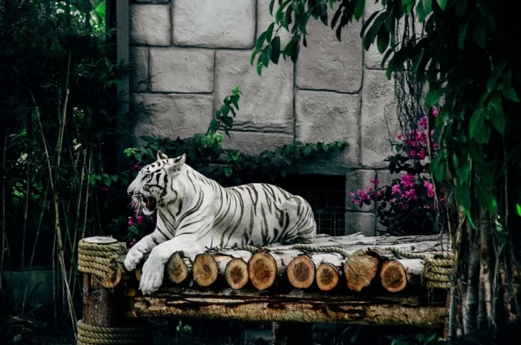 білий тигр