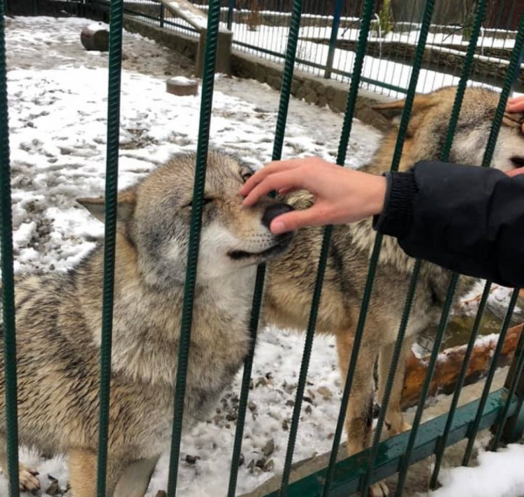 В екопарку живуть вовки. яких підприємець викупив у мисливців