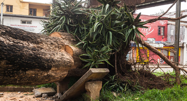 вырванное с корнями дерево в результате циклона бацирай на мадагаскаре