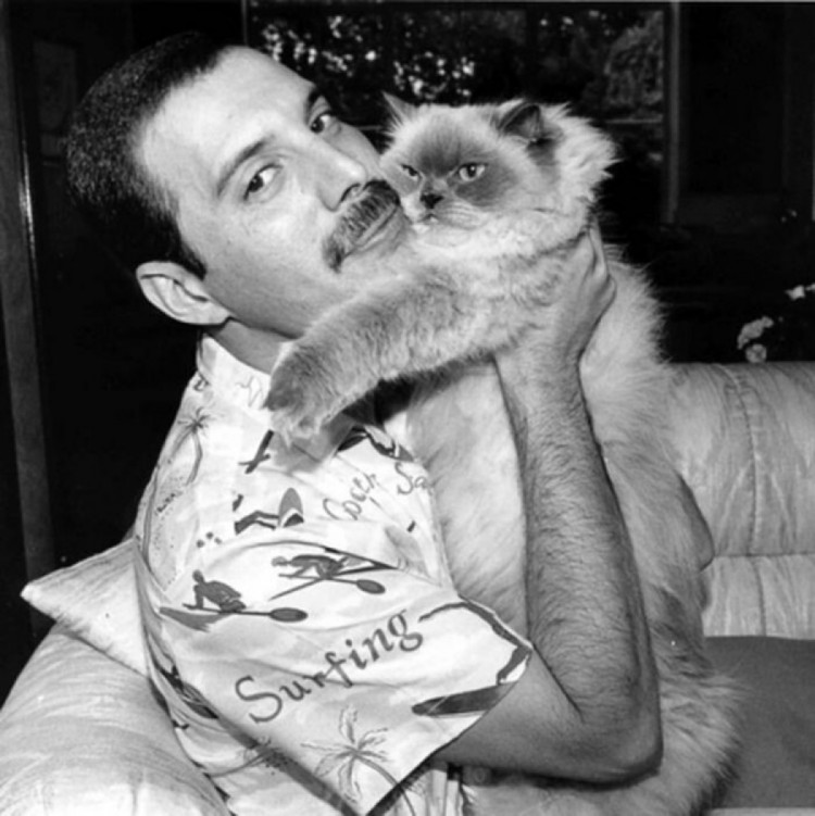 Фредді Мерк"юрі зі своєю кішкою Тіффані