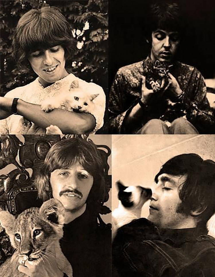 The Beatles з котами