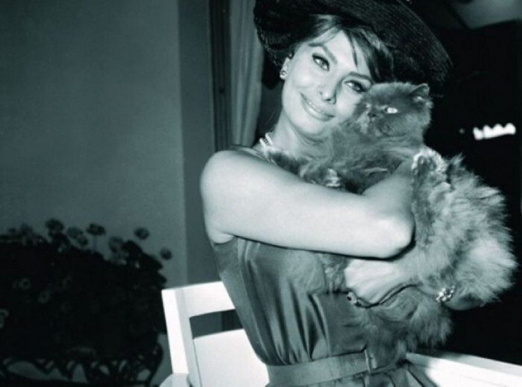 Софи Лорен с котом